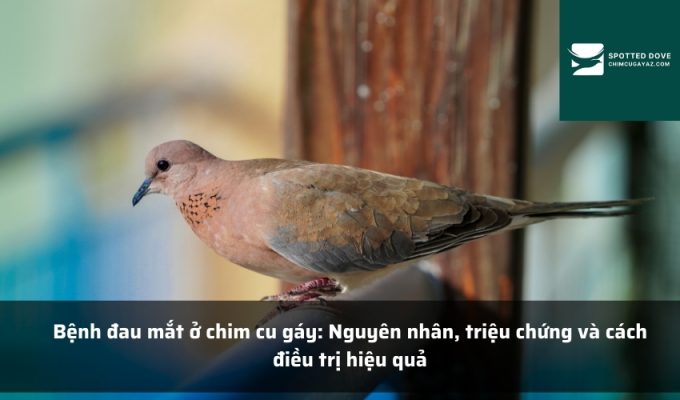 Bệnh đau mắt ở chim cu gáy: Nguyên nhân, triệu chứng và cách điều trị hiệu quả