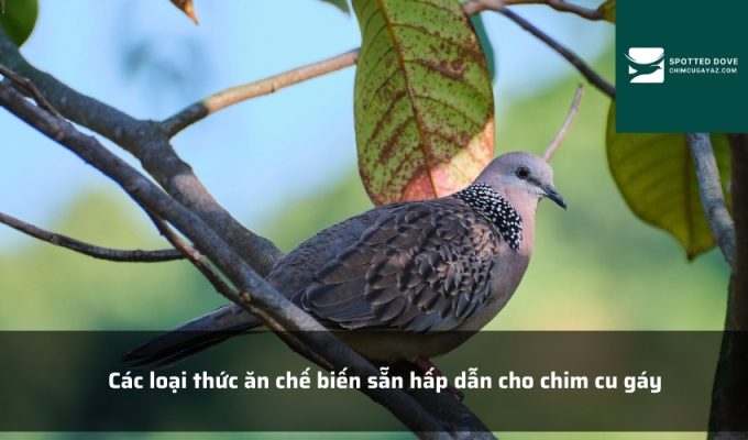 Các loại thức ăn chế biến sẵn hấp dẫn cho chim cu gáy