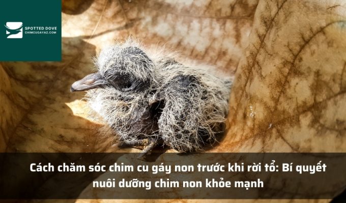 Cách chăm sóc chim cu gáy non trước khi rời tổ: Bí quyết nuôi dưỡng chim non khỏe mạnh