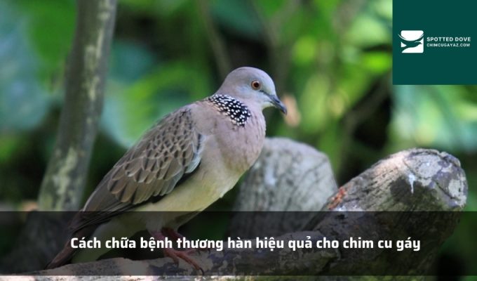 Cách chữa bệnh thương hàn hiệu quả cho chim cu gáy