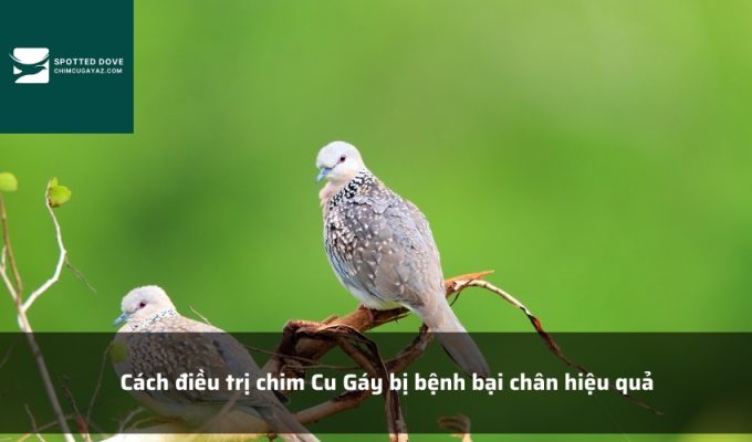 Cách điều trị chim Cu Gáy bị bệnh bại chân hiệu quả