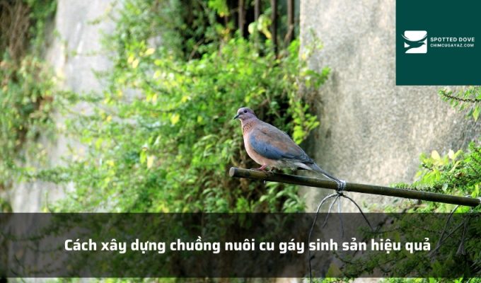 Cách xây dựng chuồng nuôi cu gáy sinh sản hiệu quả