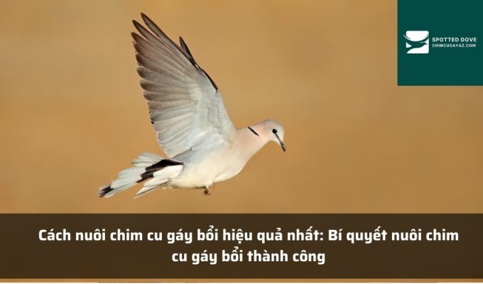 Cách nuôi chim cu gáy bổi hiệu quả nhất: Bí quyết nuôi chim cu gáy bổi thành công