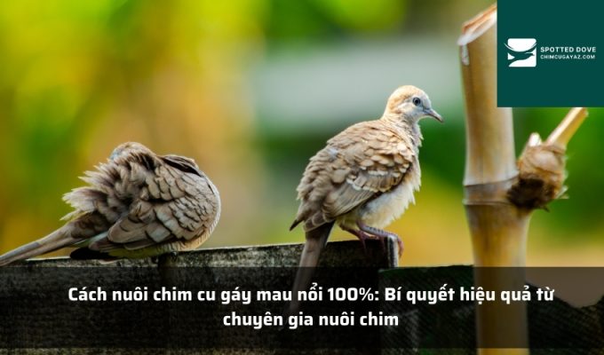 Cách nuôi chim cu gáy mau nổi 100%: Bí quyết hiệu quả từ chuyên gia nuôi chim