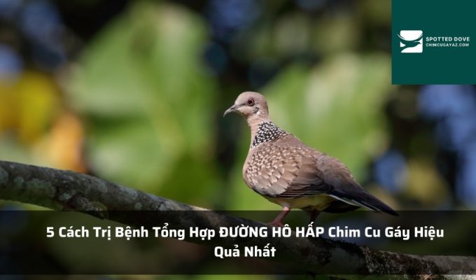 5 Cách Trị Bệnh Tổng Hợp ĐƯỜNG HÔ HẤP Chim Cu Gáy Hiệu Quả Nhất