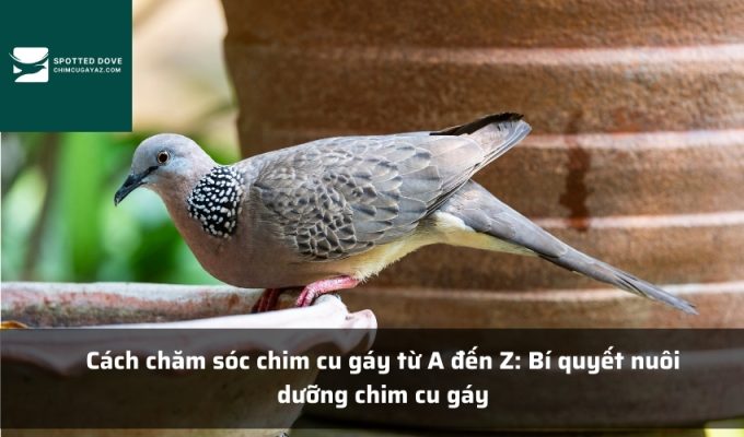 Cách chăm sóc chim cu gáy từ A đến Z: Bí quyết nuôi dưỡng chim cu gáy