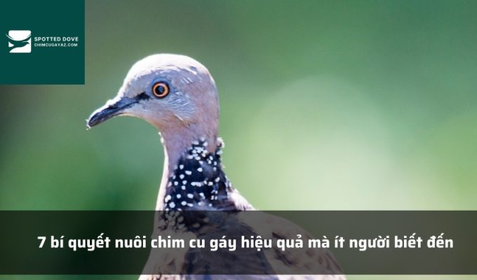 7 bí quyết nuôi chim cu gáy hiệu quả mà ít người biết đến