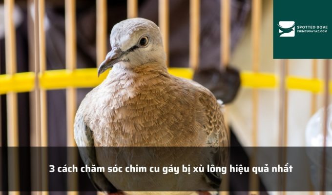 3 cách chăm sóc chim cu gáy bị xù lông hiệu quả nhất