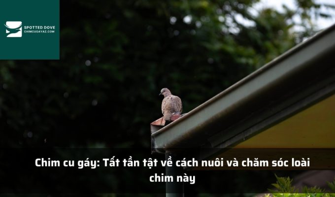 Chim cu gáy: Tất tần tật về cách nuôi và chăm sóc loài chim này