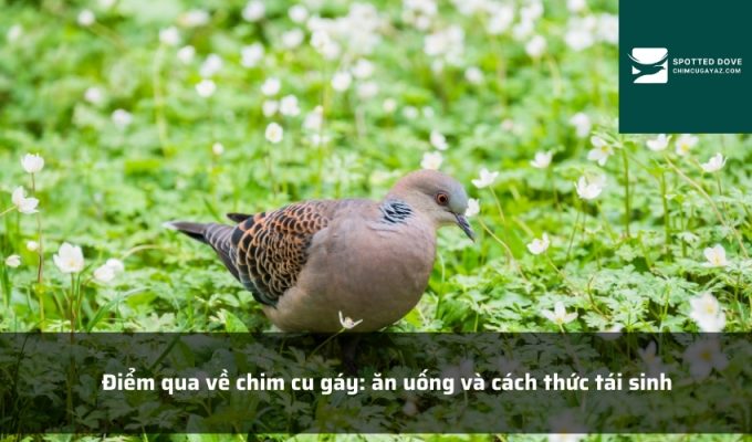 Điểm qua về chim cu gáy: ăn uống và cách thức tái sinh