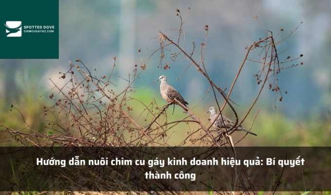 Hướng dẫn nuôi chim cu gáy kinh doanh hiệu quả: Bí quyết thành công