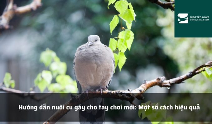 Hướng dẫn nuôi cu gáy cho tay chơi mới: Một số cách hiệu quả