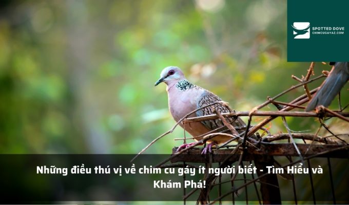 Những điều thú vị về chim cu gáy ít người biết - Tìm Hiểu và Khám Phá!