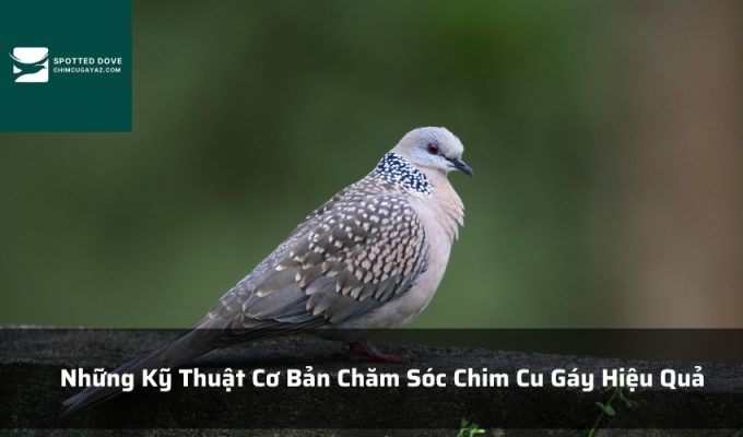 Những Kỹ Thuật Cơ Bản Chăm Sóc Chim Cu Gáy Hiệu Quả