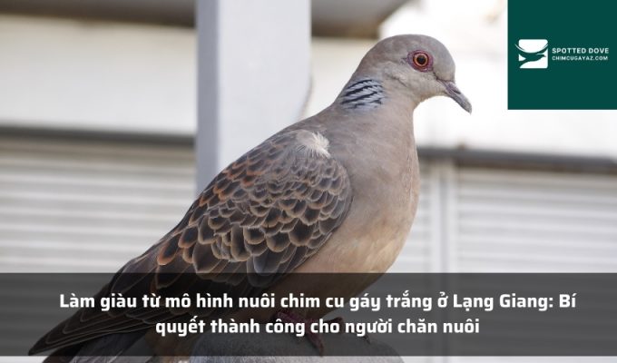 Làm giàu từ mô hình nuôi chim cu gáy trắng ở Lạng Giang: Bí quyết thành công cho người chăn nuôi