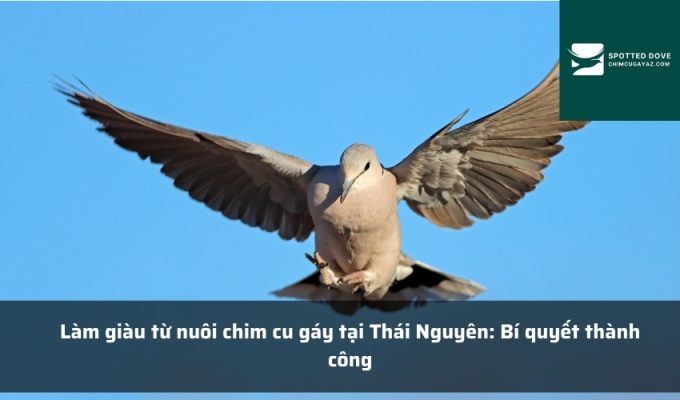 Làm giàu từ nuôi chim cu gáy tại Thái Nguyên: Bí quyết thành công