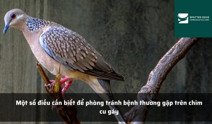 Một số điều cần biết để phòng tránh bệnh thường gặp trên chim cu gáy