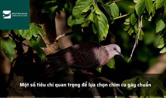 Một số tiêu chí quan trọng để lựa chọn chim cu gáy chuẩn