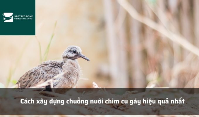 Cách xây dựng chuồng nuôi chim cu gáy hiệu quả nhất