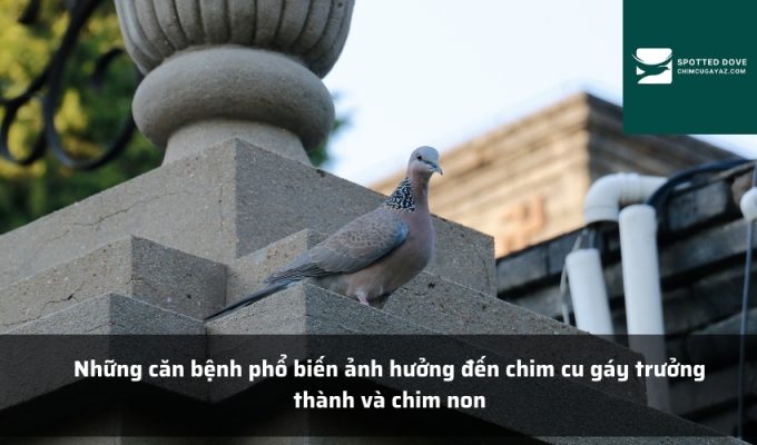 Những căn bệnh phổ biến ảnh hưởng đến chim cu gáy trưởng thành và chim non