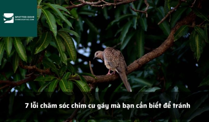 7 lỗi chăm sóc chim cu gáy mà bạn cần biết để tránh