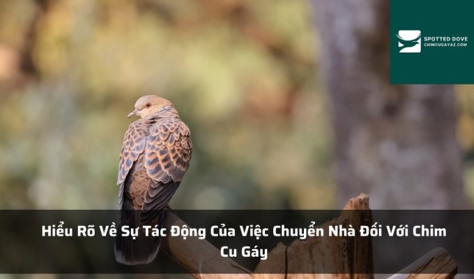 Hiểu Rõ Về Sự Tác Động Của Việc Chuyển Nhà Đối Với Chim Cu Gáy