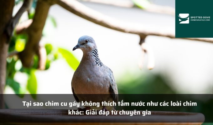 Tại sao chim cu gáy không thích tắm nước như các loài chim khác: Giải đáp từ chuyên gia