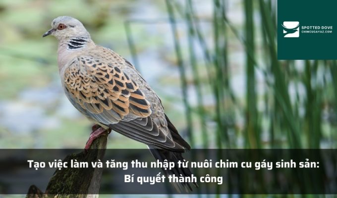 Tạo việc làm và tăng thu nhập từ nuôi chim cu gáy sinh sản: Bí quyết thành công