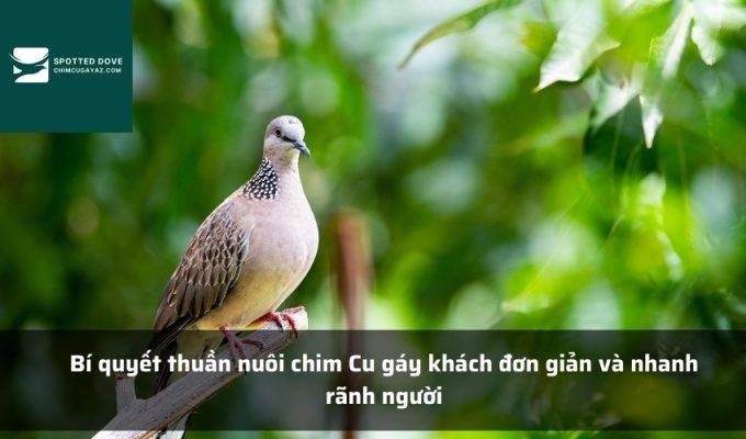 Bí quyết thuần nuôi chim Cu gáy khách đơn giản và nhanh rãnh người